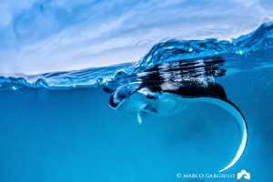 Manta Ray @ Hanifary Bay by Marco Gargiulo 